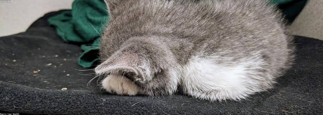 Unauth title ZeOzbzfR